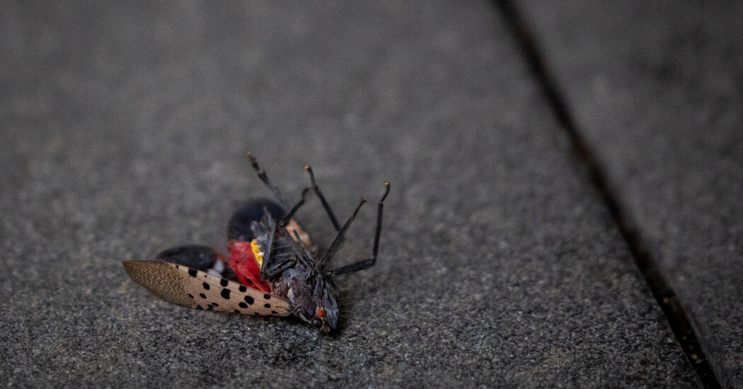 Die, Beautiful Spotted Lanternfly, Die