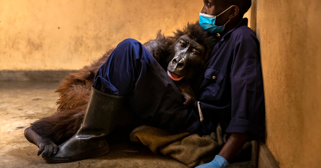 Ndakasi, Mountain Gorilla in Famous Selfie, Dies at 14