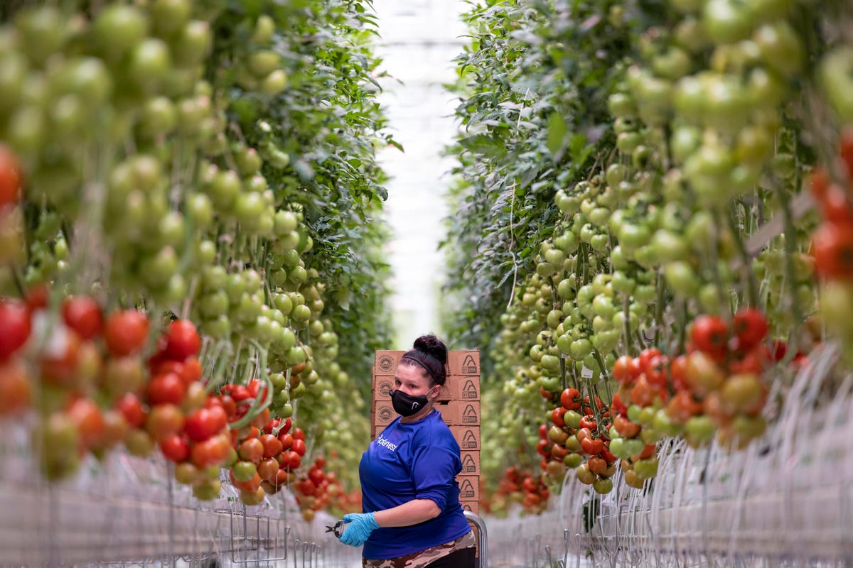 Purpose At Work: How AppHarvest’s On A Mission To Help ‘Feed The Future’ From The Heart Of Appalachia