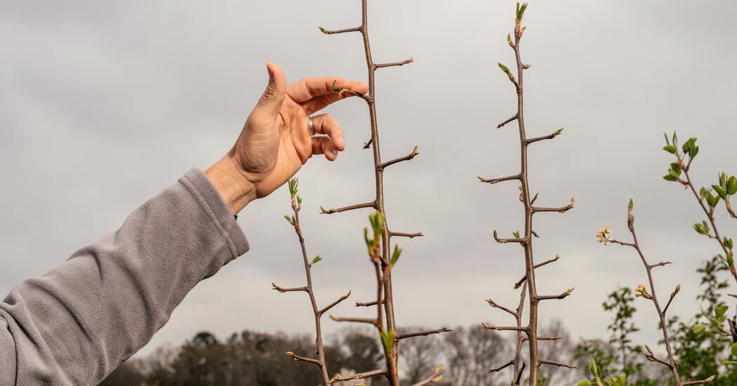 Why the Bradford Pear Tree Is Plaguing the South