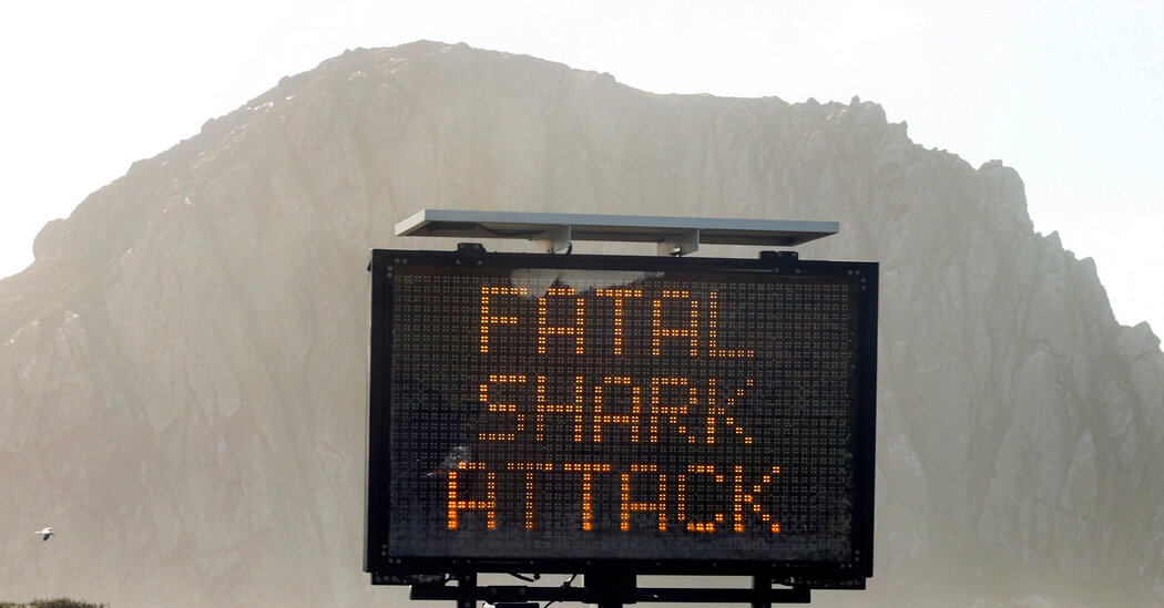 Man Killed in Apparent Shark Attack Off California, the Authorities Say