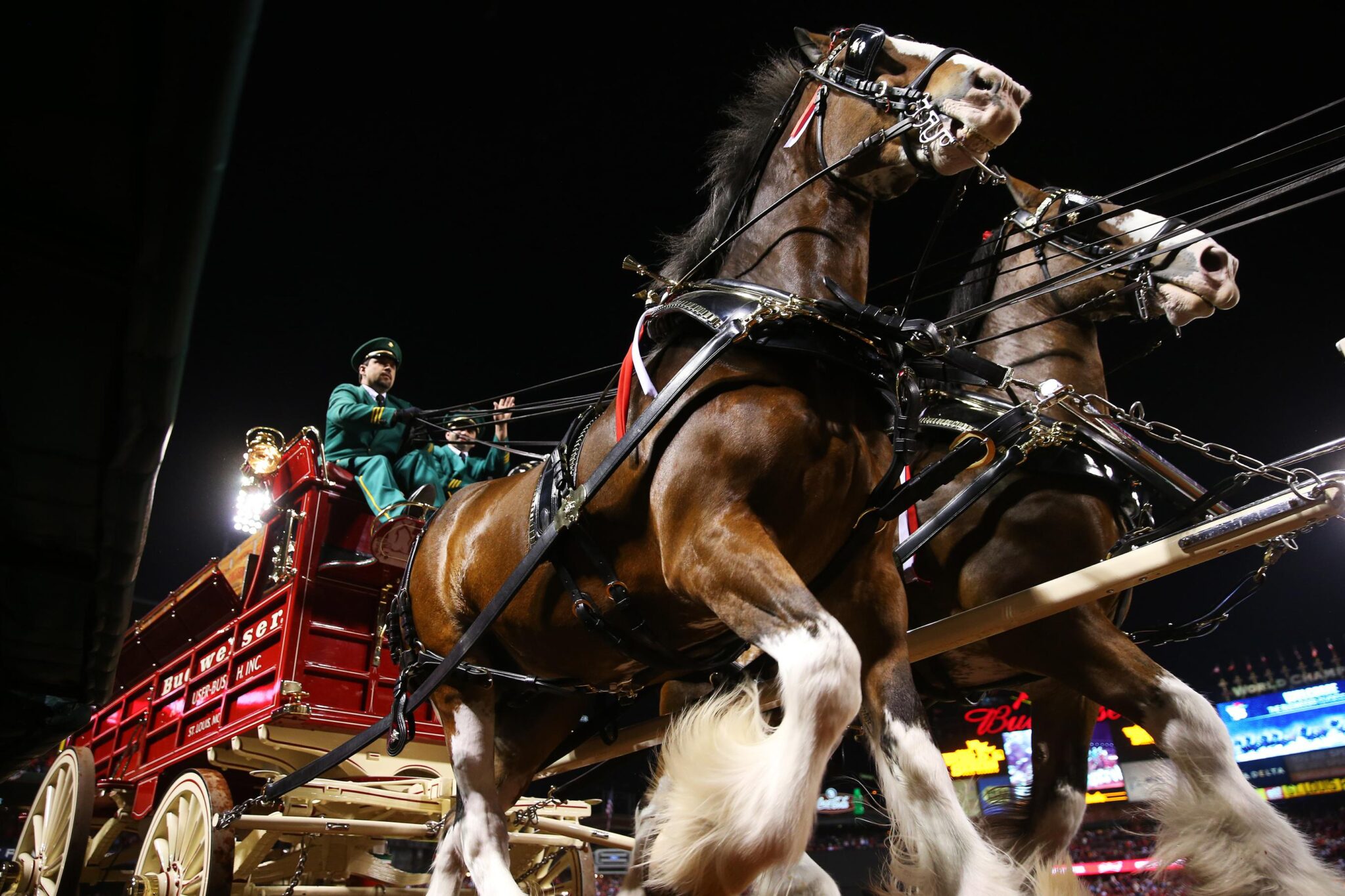 Budweiser’s New Super Bowl Ad: A Clydesdale Wins Again