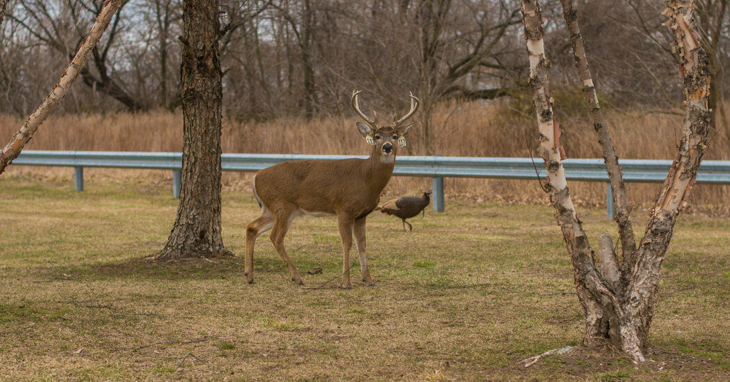 New York Deer Infected With Omicron, Study Finds