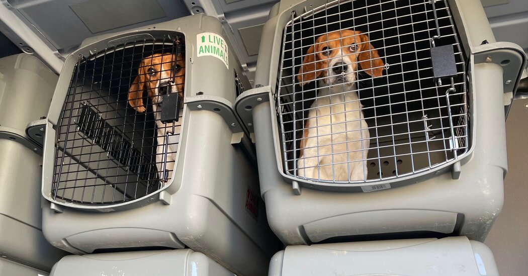 4,000 Beagles Are Being Rescued From a Virginia Facility. Now They Need New Homes.